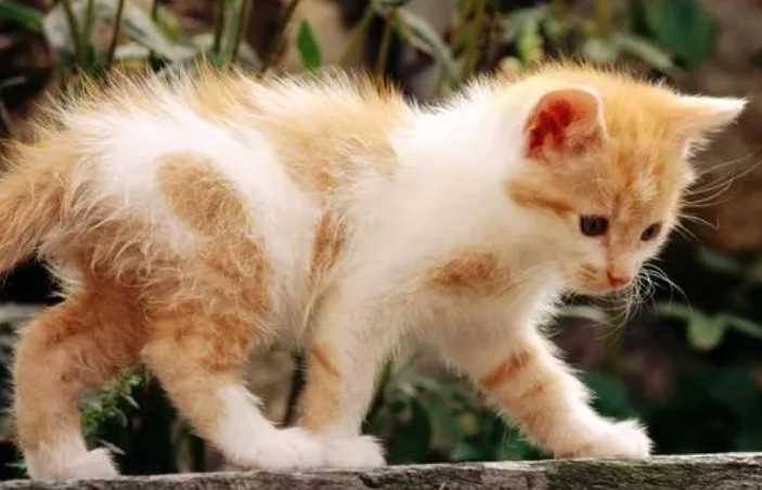 猫对主人的记忆有多久? 猫对主人的记忆有多久?