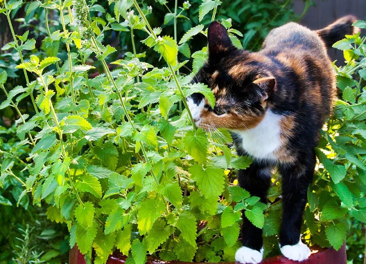 逗猫草是什么 逗猫草是什么