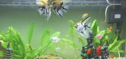 怎么才能让鱼缸里的水保持清澈