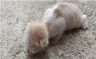 小猫刚出生会叫吗?想知道的来看看