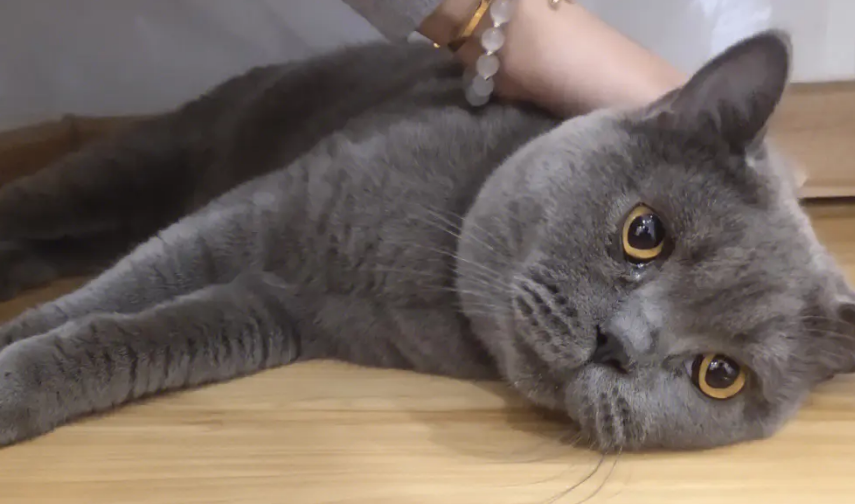 猫咪小课堂：猫怀孕多久能看出来？