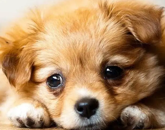 狗狗嘴打颤是怎么回事？我来告诉你！