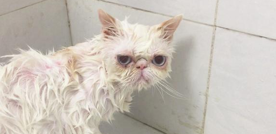 猫咪可不可以天天洗澡？它远比你想象的要干净~