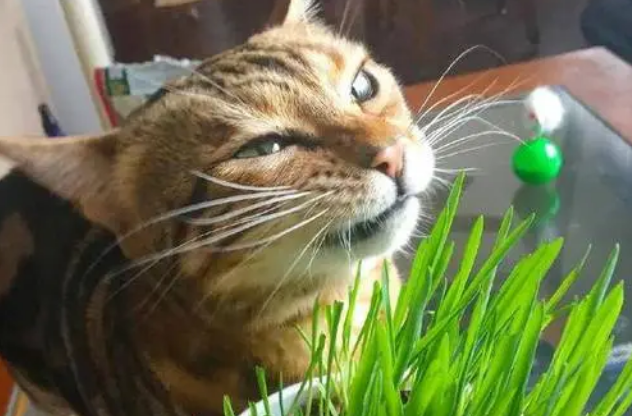 猫草怎么使用 猫草怎么使用