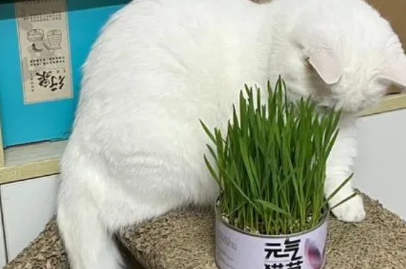 猫草的作用和用法 猫草的作用和用法