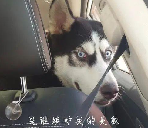 隔壁新搬来一只二哈，三两下就把狗子拐跑了