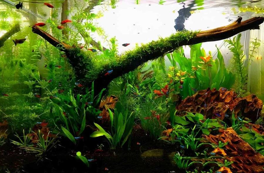鱼缸里水草多了好不好 鱼缸里水草多了好不好
