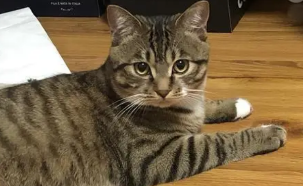 狸花猫为什么爱咬人?来这里看看吧~ 狸花猫为什么爱咬人?来这里看看吧~
