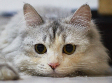 养宠小知识:猫为什么经常喜欢抓树? 养宠小知识:猫为什么经常喜欢抓树?