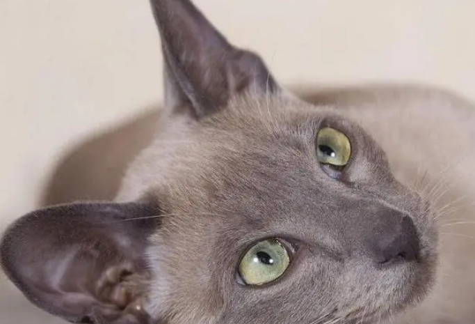 怎么训练东奇尼猫装死?感兴趣的可以来看看 怎么训练东奇尼猫装死?感兴趣的可以来看看