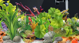 新鱼缸如何养水