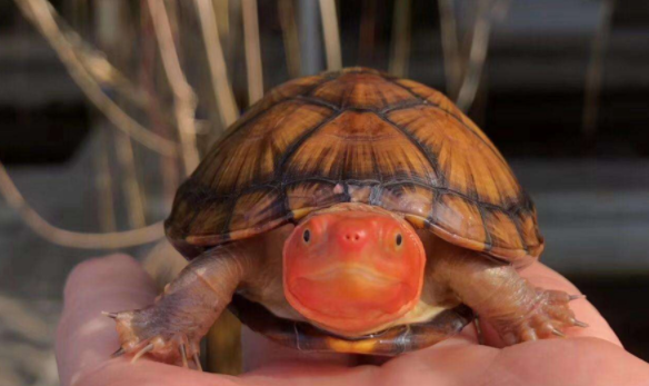 带你了解，白唇泥龟能深水养吗？