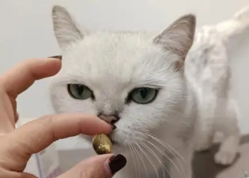 猫咪鱼油怎么喂