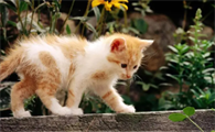 猫知道自己是只猫吗？一文替你解答