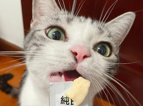 一根猫条一般多少钱
