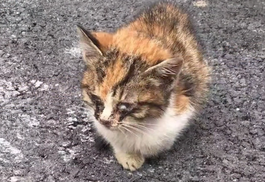 流浪猫冻到“原地起舞”,主动钻路人袋子求收养 流浪猫冻到“原地起舞”,主动钻路人袋子求收养