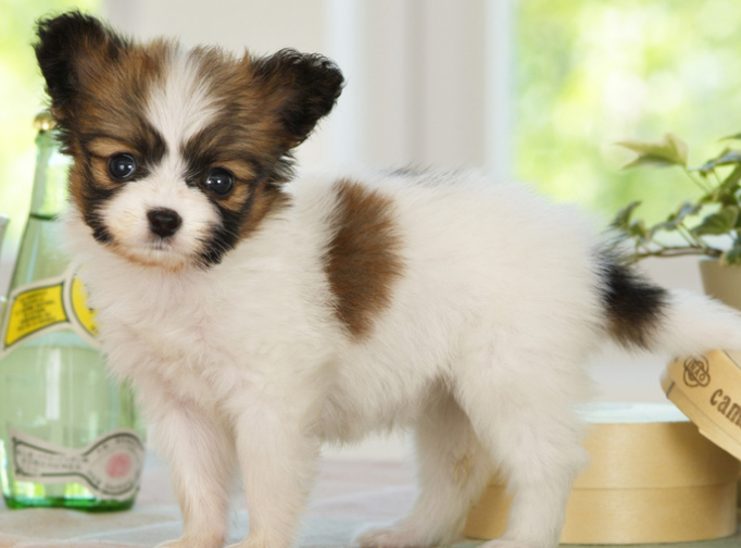 萌宠小知识:蝴蝶犬怎么补钙? 萌宠小知识:蝴蝶犬怎么补钙?