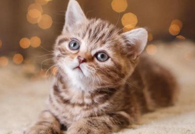 一文给你讲,猫耳螨会不会掉在床上呢? 一文给你讲,猫耳螨会不会掉在床上呢?