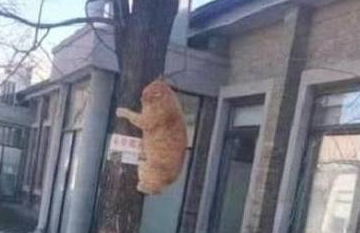 到了饭点还不见橘猫,半小时后邻居打来电话