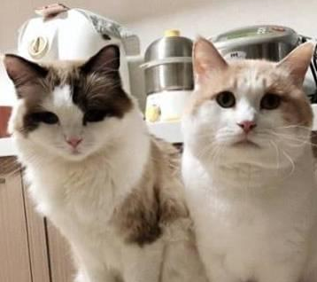 两只猫咪身材差异巨大，把主人逗笑趴了，网友：明星脸和你的脸