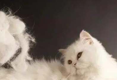为什么养猫改命 为什么养猫改命