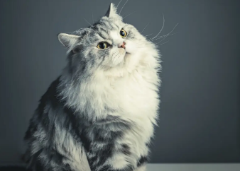 怎么刺激猫排尿?不清楚的来了解下吧 怎么刺激猫排尿?不清楚的来了解下吧
