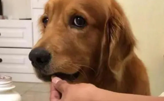 狗狗体内驱虫药用量