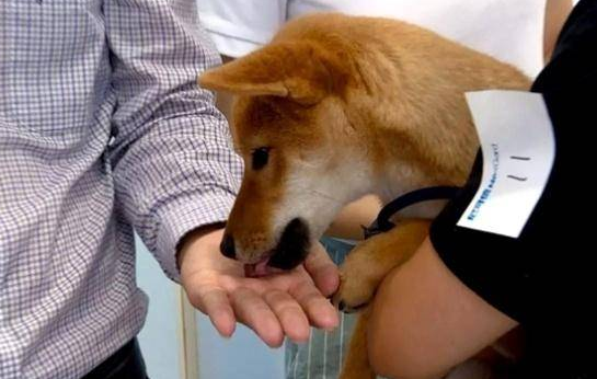 狗狗什么时候开始体内驱虫