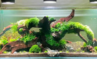 50草缸养多少鱼 50草缸养多少鱼