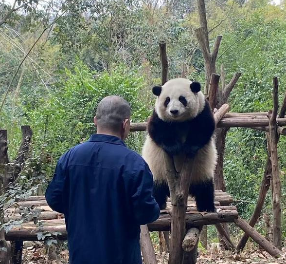 熊猫圈顶流“女明星”花花,一出场简直萌翻众人! 熊猫圈顶流“女明星”花花,一出场简直萌翻众人!