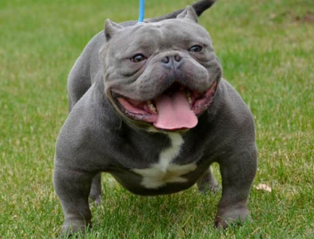 美国恶霸犬的寿命