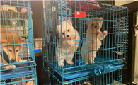 卖宠物赚钱还是宠物用品赚钱
