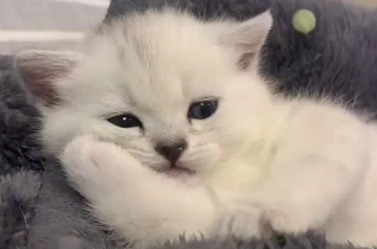 野猫为什么打架?这里有打架的原因 野猫为什么打架?这里有打架的原因