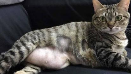 猫肚子大硬邦邦的怎么回事？发现了一定要注意。