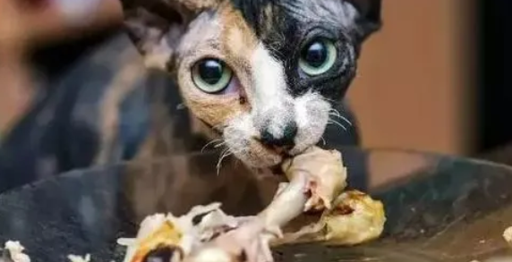 猫为什么不吃骨头?怎样处理? 猫为什么不吃骨头?怎样处理?