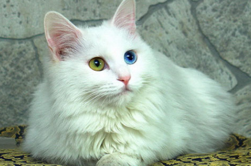 安哥拉猫有什么特征?怎么分辨? 安哥拉猫有什么特征?怎么分辨?
