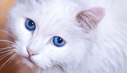 猫咪能吃猕猴桃吗，这点你一定得了解