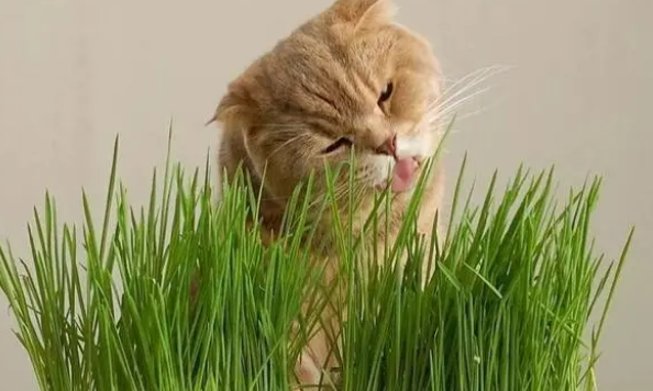 猫草怎么给猫喂 猫草怎么给猫喂