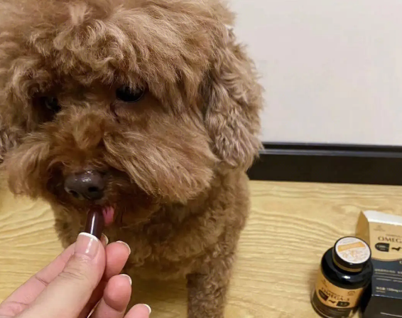 鱼油狗狗能吃吗 鱼油狗狗能吃吗