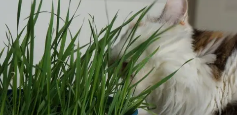 猫草就是小麦苗吗 猫草就是小麦苗吗