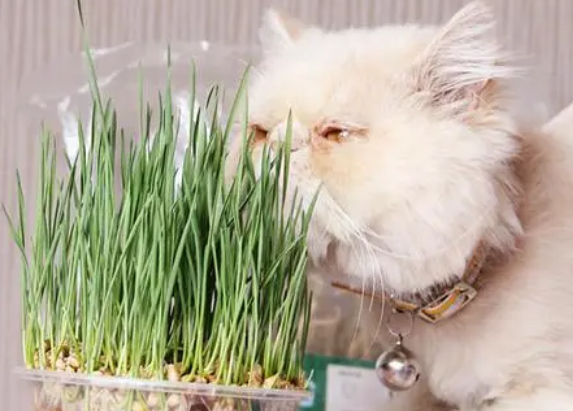 猫草是麦苗吗