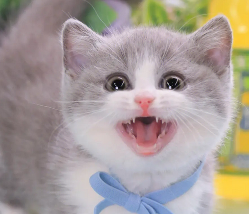 矮脚猫小猫多少钱一只