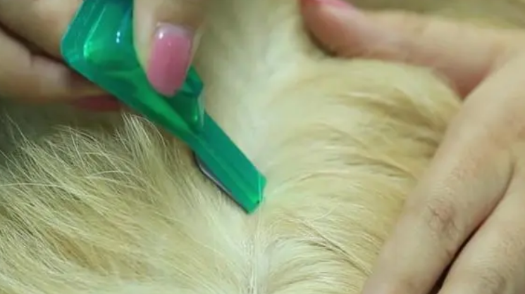 狗狗体外驱虫计量用大了怎么办