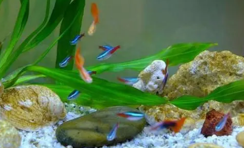 龙鱼鱼缸水浑浊怎么办