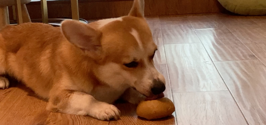 狗狗吃馒头好消化吗？