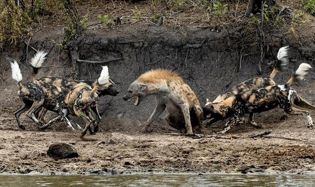 5只非洲野犬围攻1只鬣狗,鬣狗吓得蹲着不敢起来 5只非洲野犬围攻1只鬣狗,鬣狗吓得蹲着不敢起来