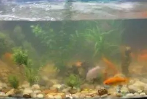 鱼缸水浑浊怎么净化