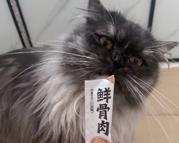 猫条可以带上飞机吗