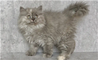 高地猫为啥养的人不多？明明那么好看！