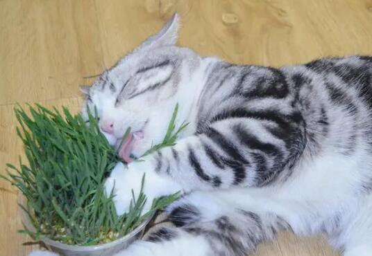 猫草长什么样子 猫草长什么样子